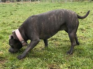 Hazel's blue/brindle coat