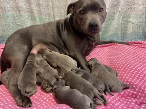 Ellie Litter 1