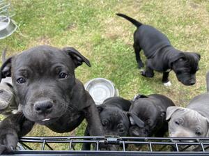 in their garden compound
