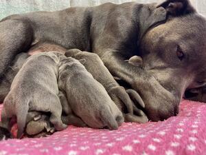 Cleaning pups