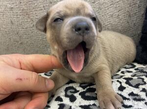 Blue/Brindle Male