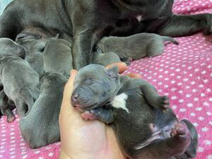 Pup in Hand