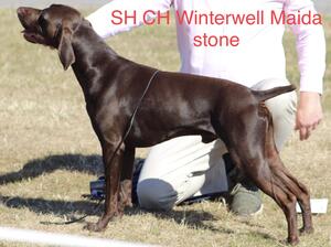 Woody Winning Reserve Best in Show @ 8 Months