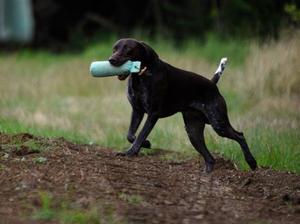 Ollie at working test