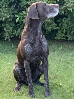 Ollie @ 8 Years Old