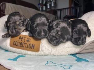 Bellas first litter
