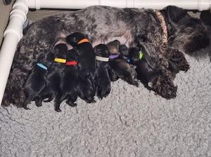 Bella's second litter.