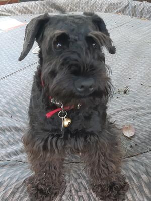 Bella