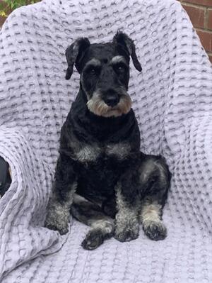 Bertie -Boracica Bella's Boy