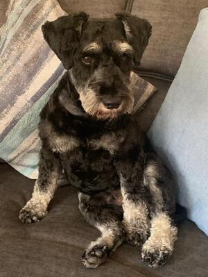 Bertie -Boracica Bella's Boy