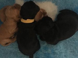Puppies