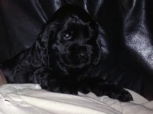 Abbey at 6 weeks