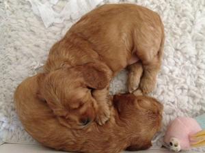 Puppies at 5 weeks