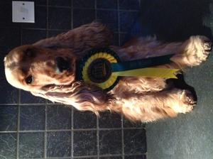 Wilma at 6 months winning BP and Puppy Group 2