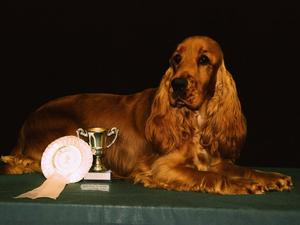 Maddie winning BP at the Isle of Wight Gundog