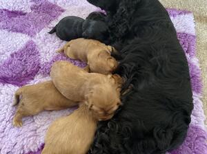 Puppies and mum