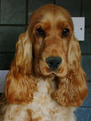 Scooby at 9 months