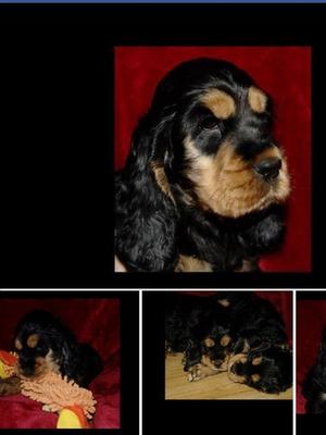 Black and Tan Puppy Bitch - Available
