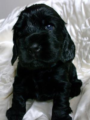 Rupert at 3  weeks old