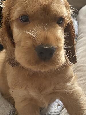 Chester is now 6 weeks and looking for a new home