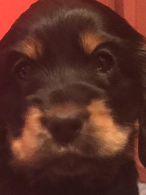 Puppy's at 3 weeks old