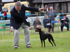 wkc 2014 puppy bitch class winner