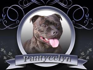 PANTYCELYN