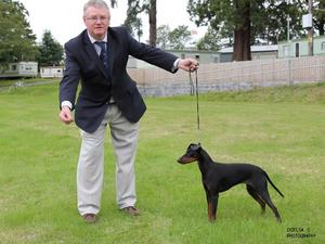 Wkc puppy winner 2014 judge Tom Mathers