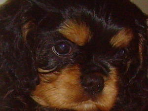 Bonnie Izzharree Samba Sweetheart