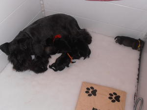 Mum with Puppies