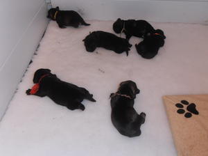 Puppies