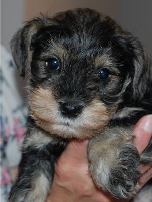 Puppy Girl 7 weeks old