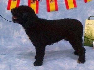 I won a first again Mum @ club show 2012