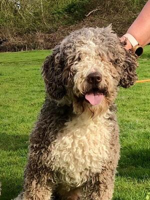 Brodie - the perfect boy