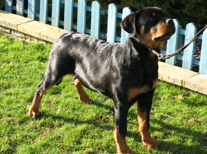 Peggie Sue 6 1/2 month