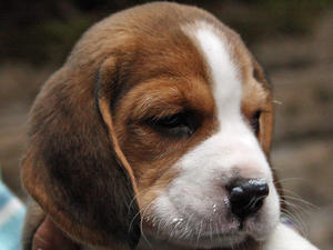 The little flower - 6 weeks old