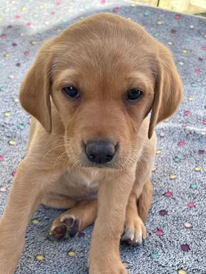 Blue Collar girl available
