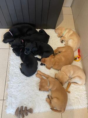 Pups at 6wks