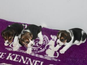 puppies