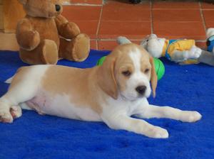 7 WEEK'S OLD