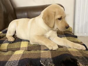 Yellow bitch pup available