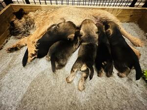 Border Pups