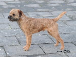 Sire