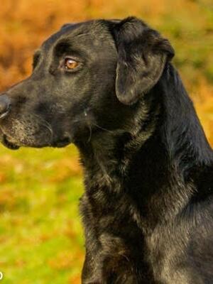 Sire - FtCh Westerkames Rigline of Brogdenview