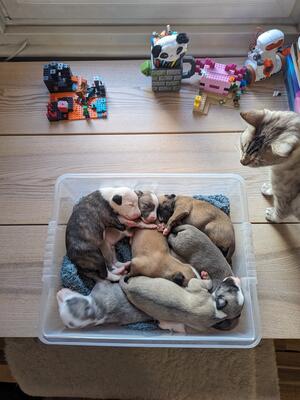 Box of whippets
