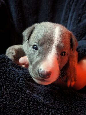 Little Grey