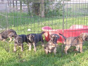 Puppies 7wks