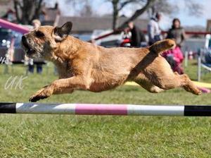 RUBY IN AN AGILITY COMP