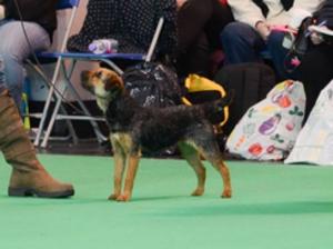 Puzzle at Crufts 2014
