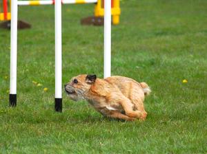 PATSY IN CHAMP AT WOODSIDE 2012